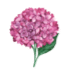 Hydrangeas