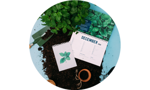 Plantable Calendar 2024 by Plantura