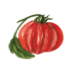 Tomatoes