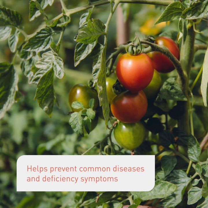 Effects of liquid tomato feed