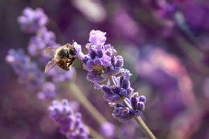 Each day we work to create sustainable alternatives