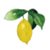 Citrus & Mediterranean Plants
