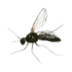 Fungus gnats