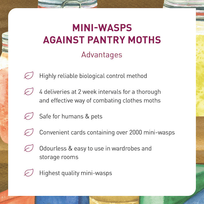 Advantages of our Mini-wasps against Pantry Moths