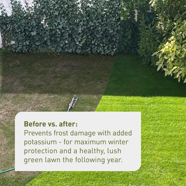 Before and after of grass fertilised with autumn lawn feed