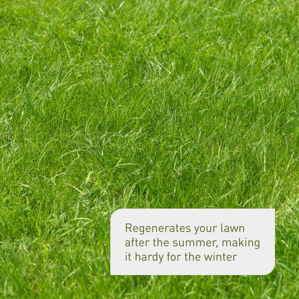 Autumn lawn fertiliser for winter hardy grass