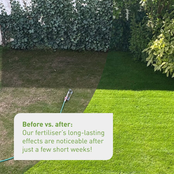 Fertilised lawn before and after