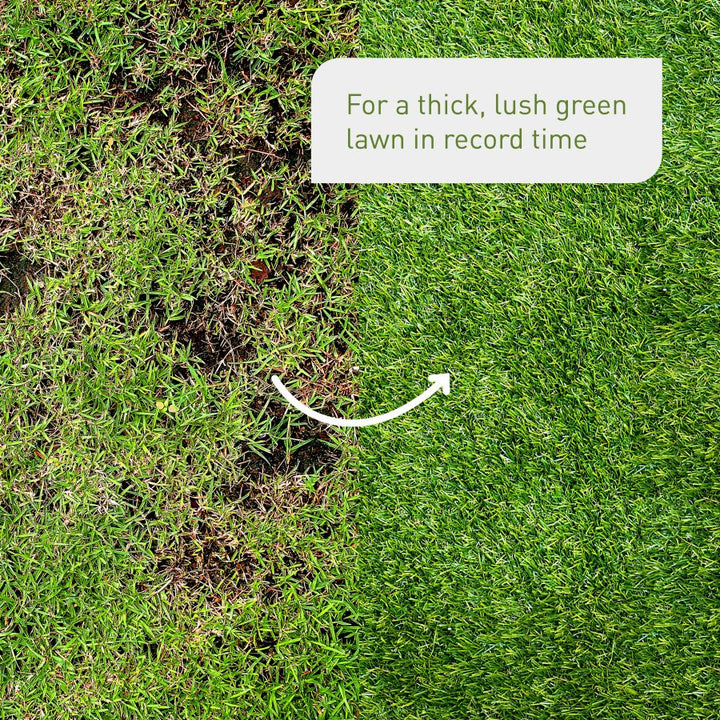 Before and after reseeding a lawn