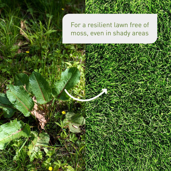 Special grass seed for shade