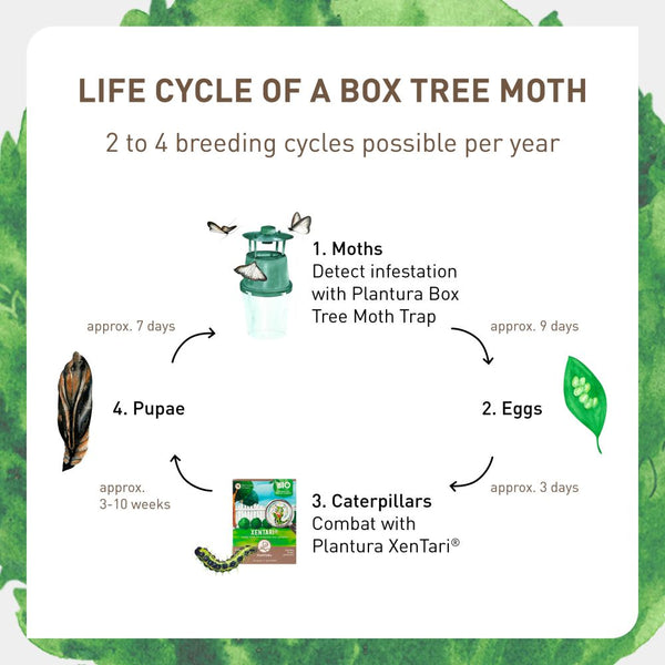 Life cycle of the box tree moth