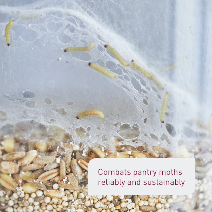 Fight pantry moths reliably with parasitic wasps