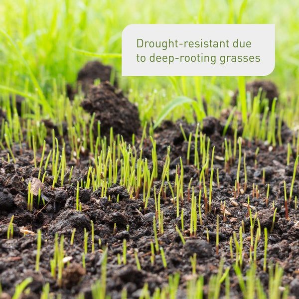 Effects of drought-tolerant lawn seed