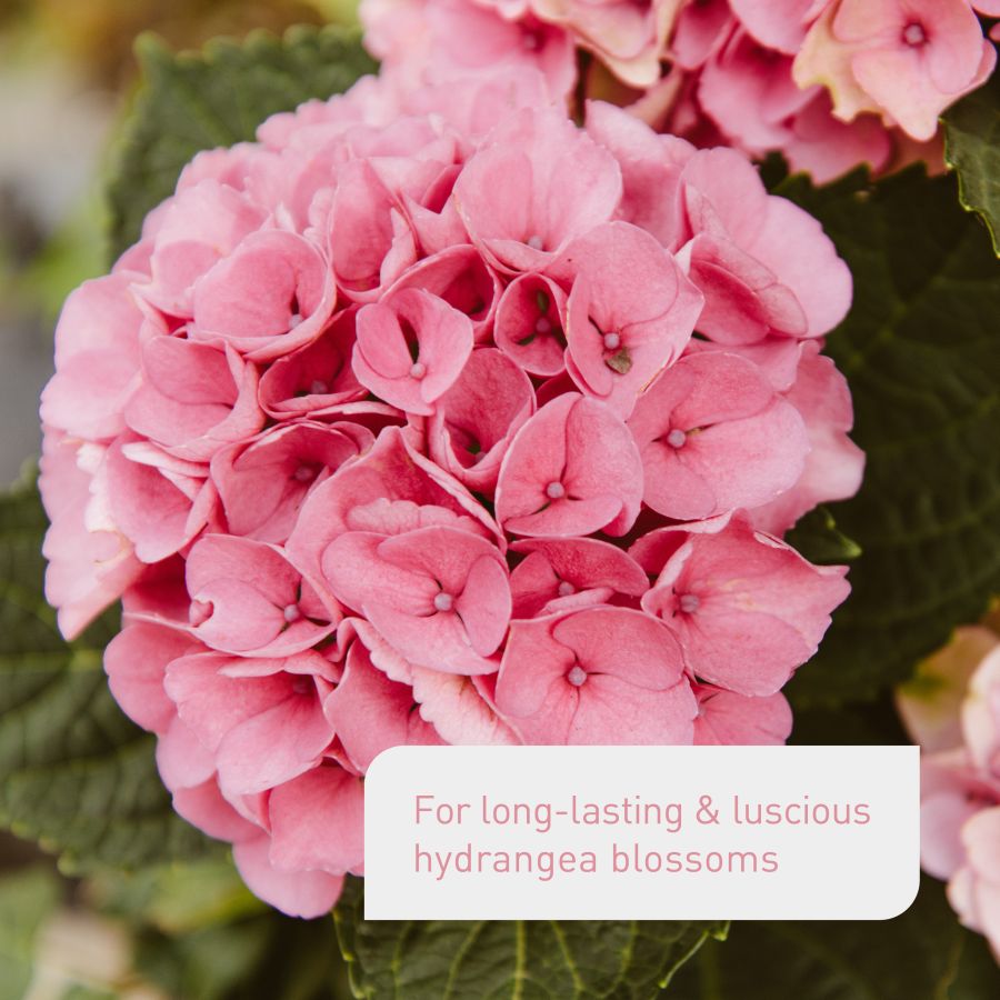 Hydrangea Effects Hydrangea Food - Plantura Shop – Plantura UK