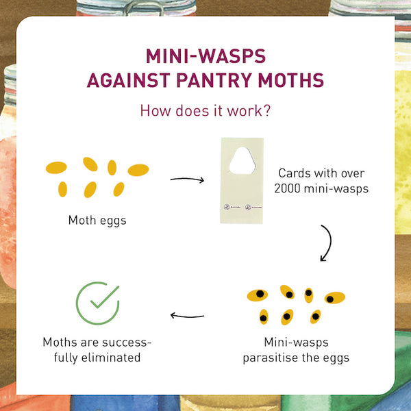 How parasitic moths work against pantry moths