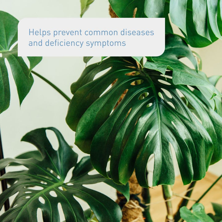 Effects of indoor plant fertiliser by Plantura