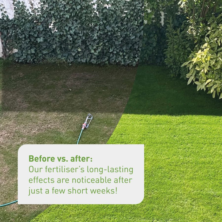 Before and after of fertilised lawn