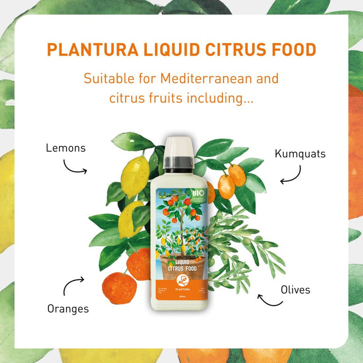 Liquid fertiliser for orange, lemon and kumquat trees