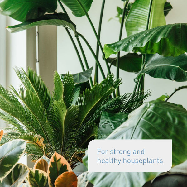 Plantura Liquid Houseplant Food uses