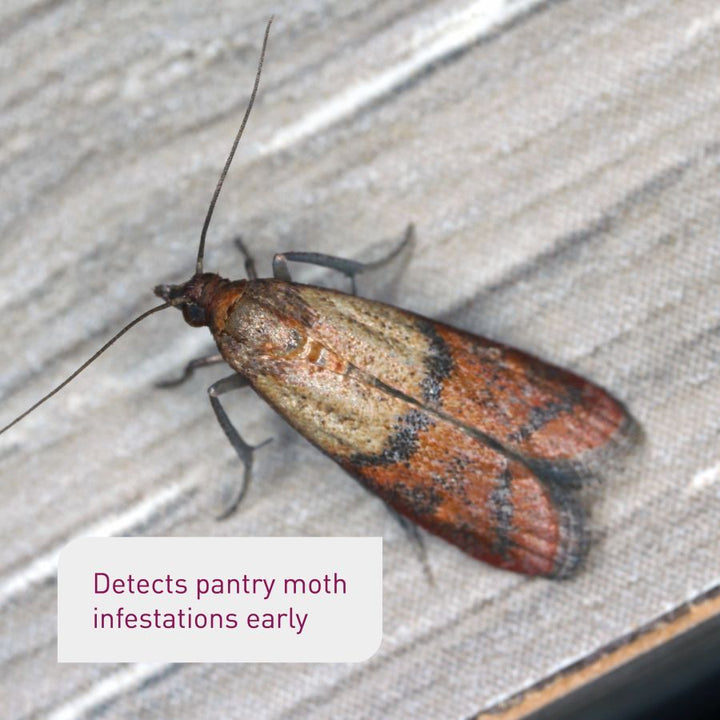 Moth traps for pantry moths