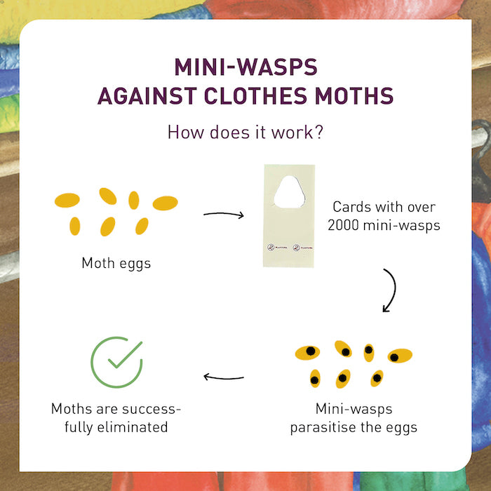 How parasitic moths work against clothes moths