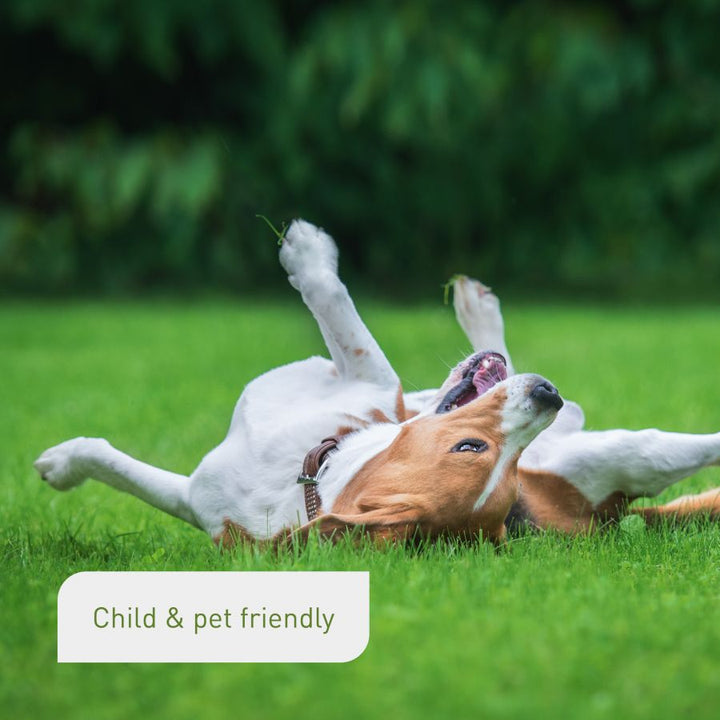 Pet-friendly reseeding mixture
