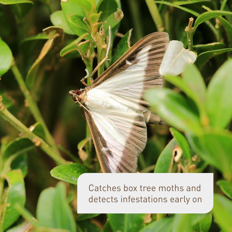 Box Tree Moph Box Tree Moth Trap - Plantura Shop – Plantura UK