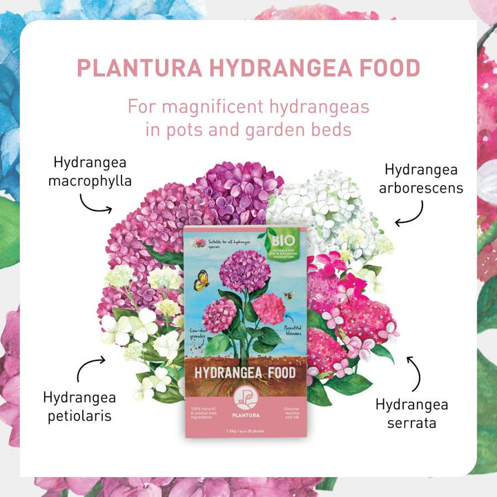 Fertiliser for all types of hydrangeas