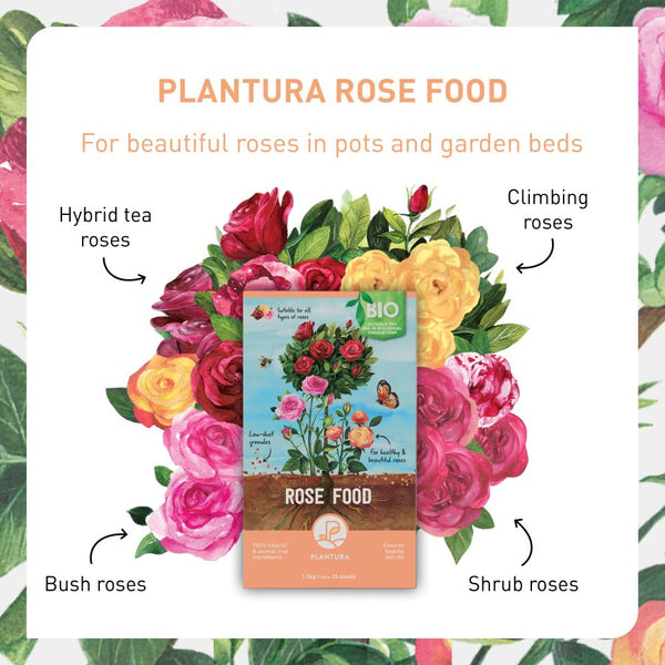 Fertiliser for all kinds of roses