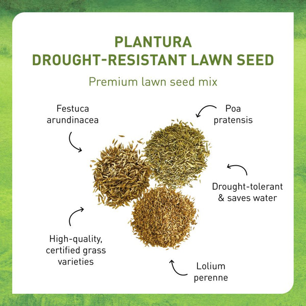 Lawn seed mix for dry areas by Plantura