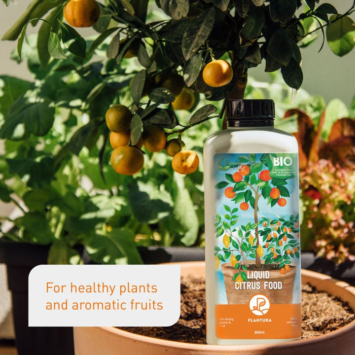 Citrus tree fertiliser by Plantura