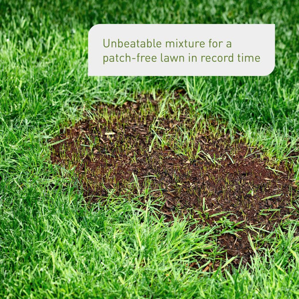 Lawn repair seed for patchy lawns