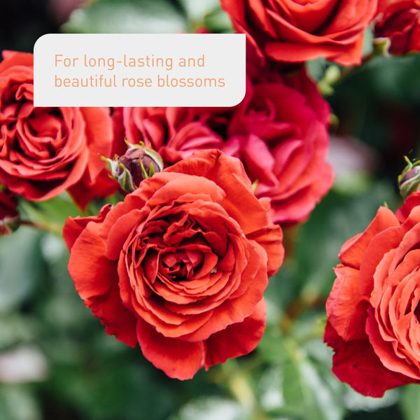 Rose feed for a beautiful bloom