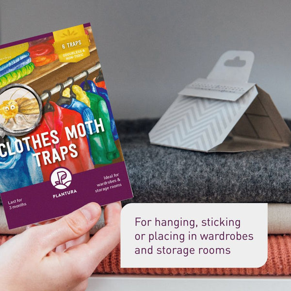 Sticky traps for male clothes moths