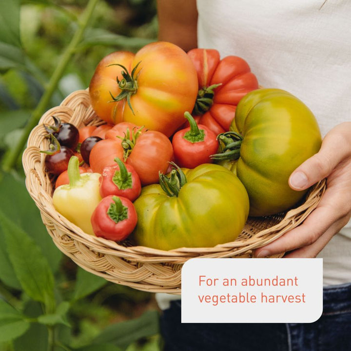 Tomato feed for an abundant harvest