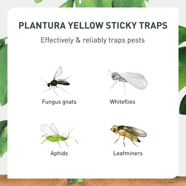 Insecticide-free yellow sticky traps